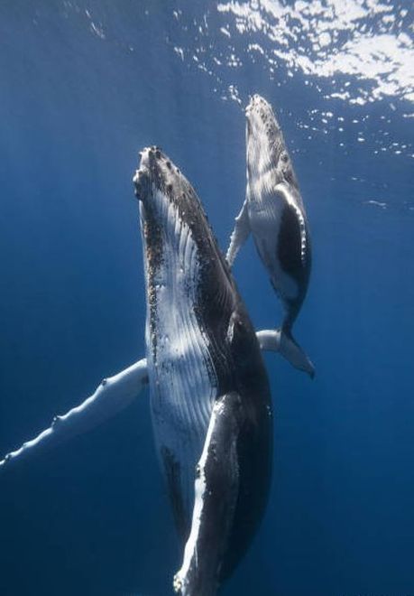 whale cetaceans