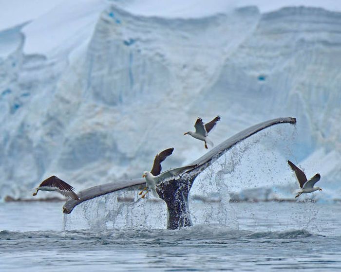 whale cetaceans