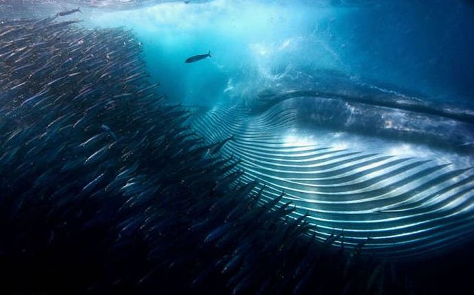 whale cetaceans