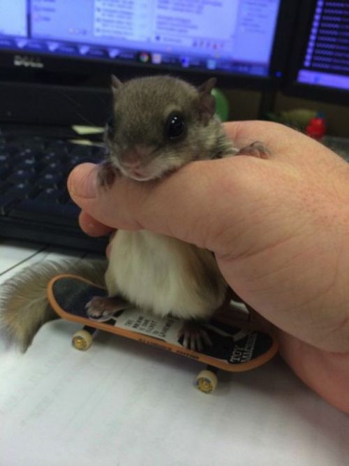 baby squirrel