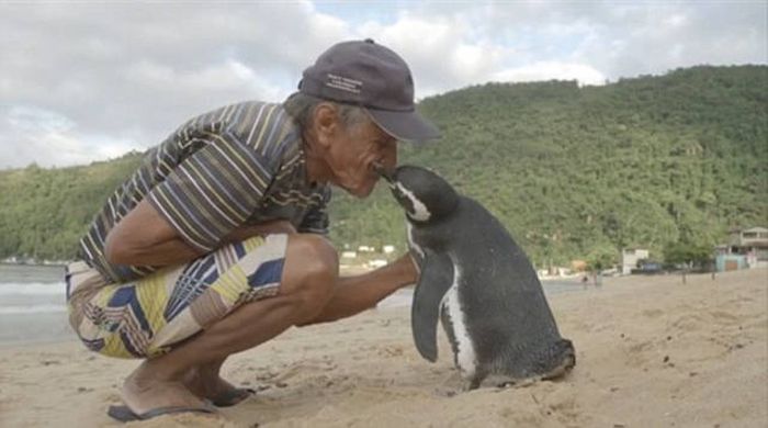 Rescued penguin swims yearly thousands of miles to visit Joao Pereira de Souza