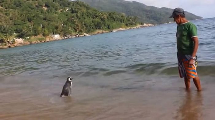 Rescued penguin swims yearly thousands of miles to visit Joao Pereira de Souza