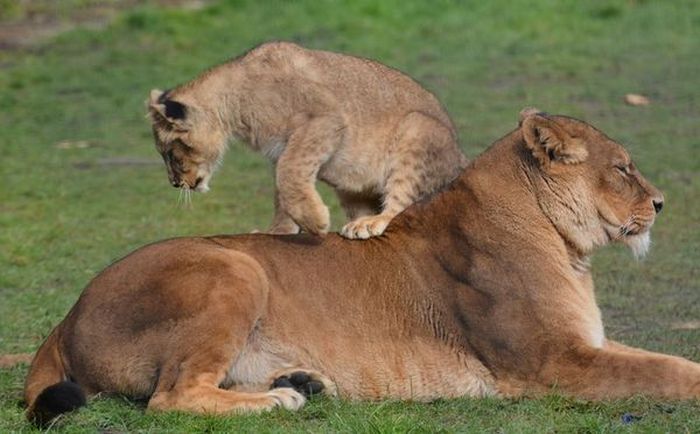 lion cubs with a family