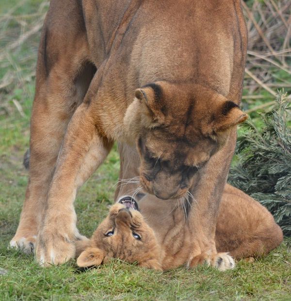 lion cubs with a family