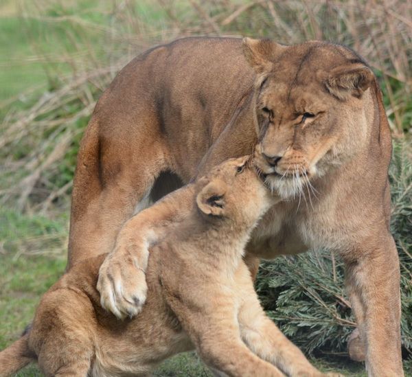 lion cubs with a family