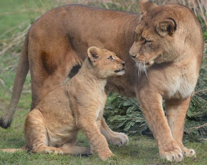 lion cubs with a family