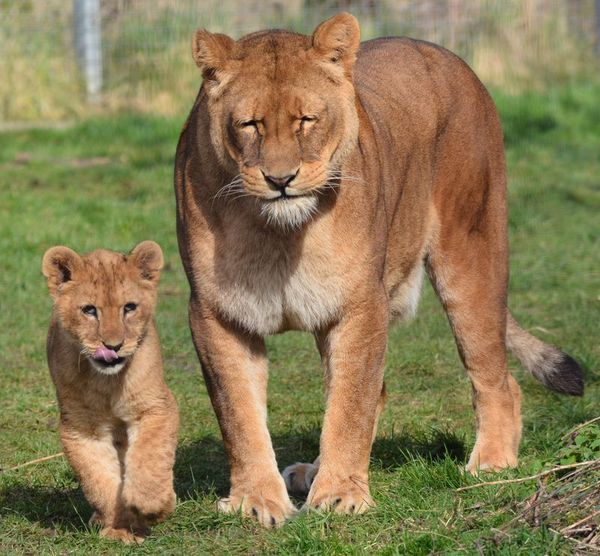 lion cubs with a family