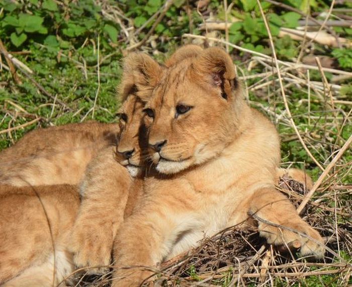 lion cubs with a family