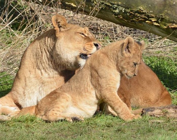 lion cubs with a family