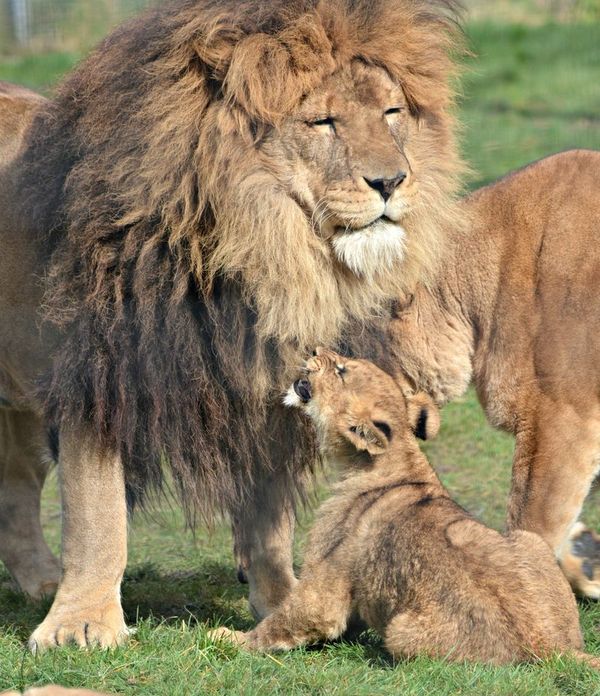 lion cubs with a family