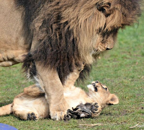 lion cubs with a family