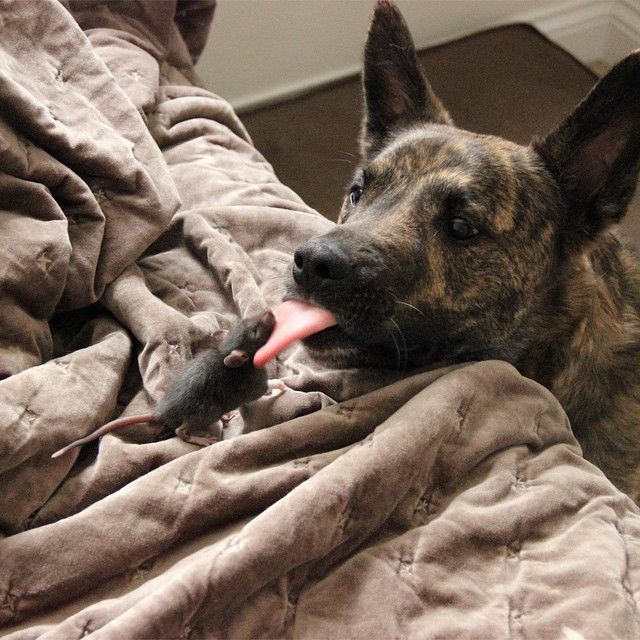 cute rat with a dog