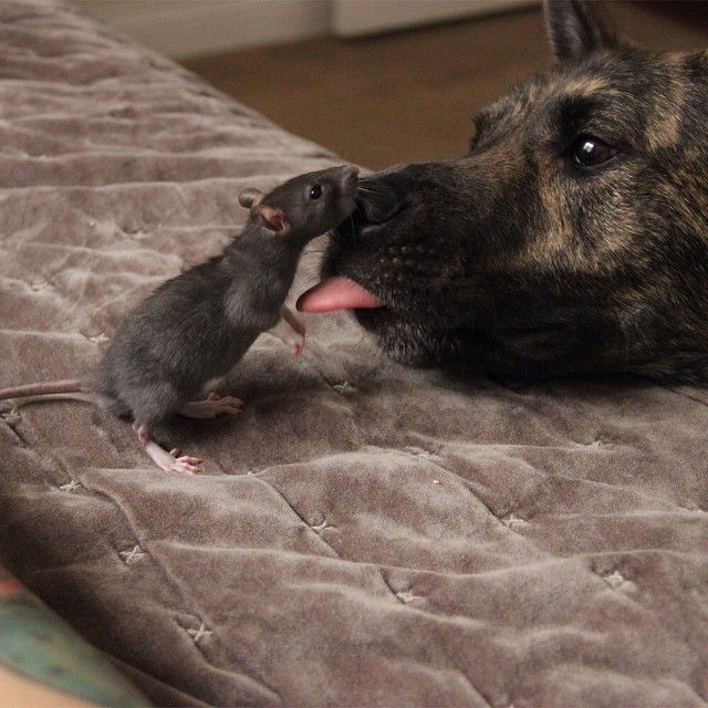 cute rat with a dog
