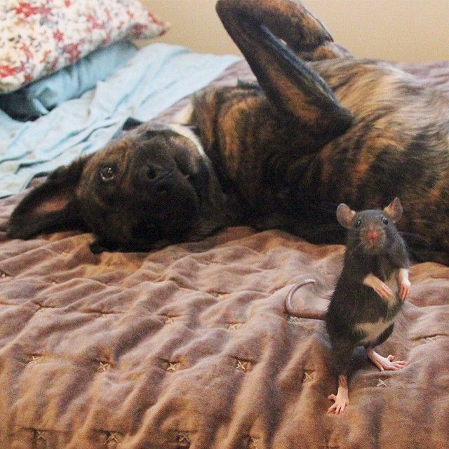 cute rat with a dog