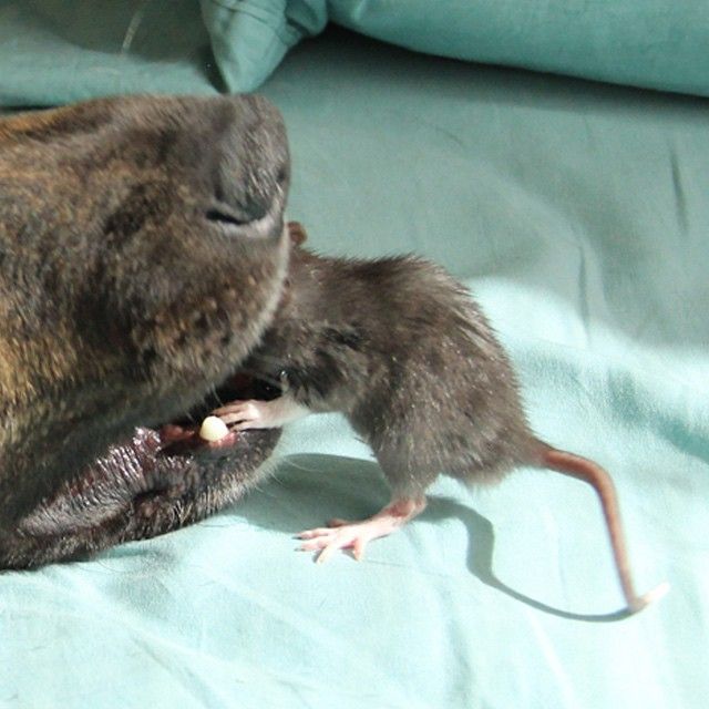 cute rat with a dog