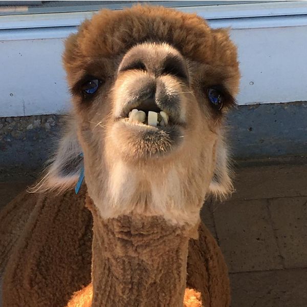 alpaca pet