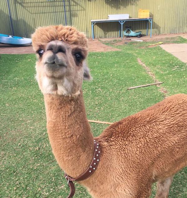 alpaca pet