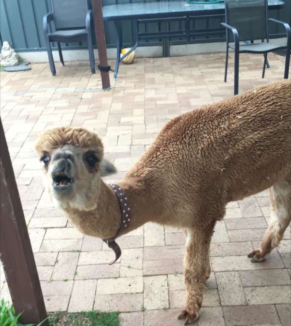 alpaca pet