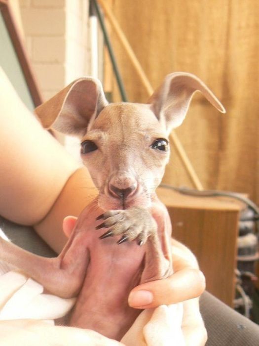 Rescuing kangaroos, Kangaroo Dundee, Chris Brolga Barns