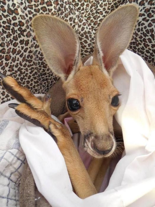 Rescuing kangaroos, Kangaroo Dundee, Chris Brolga Barns