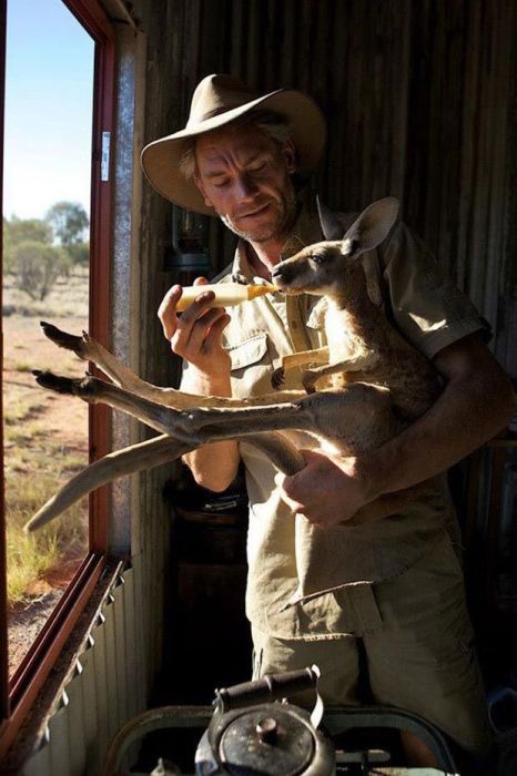 Rescuing kangaroos, Kangaroo Dundee, Chris Brolga Barns