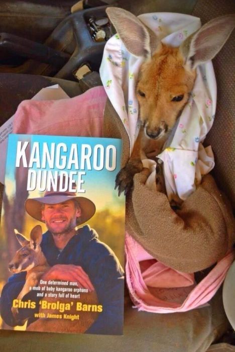 Rescuing kangaroos, Kangaroo Dundee, Chris Brolga Barns