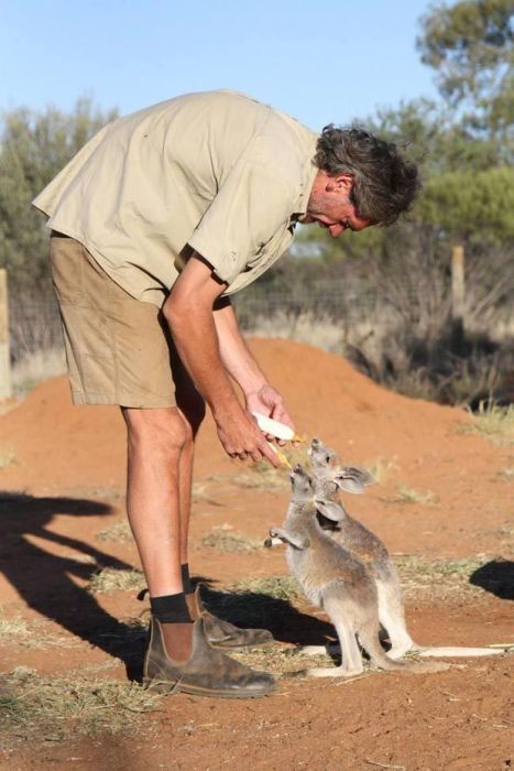 Rescuing kangaroos, Kangaroo Dundee, Chris Brolga Barns
