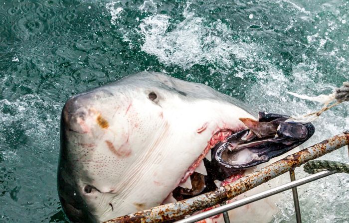 shark mouth close-up