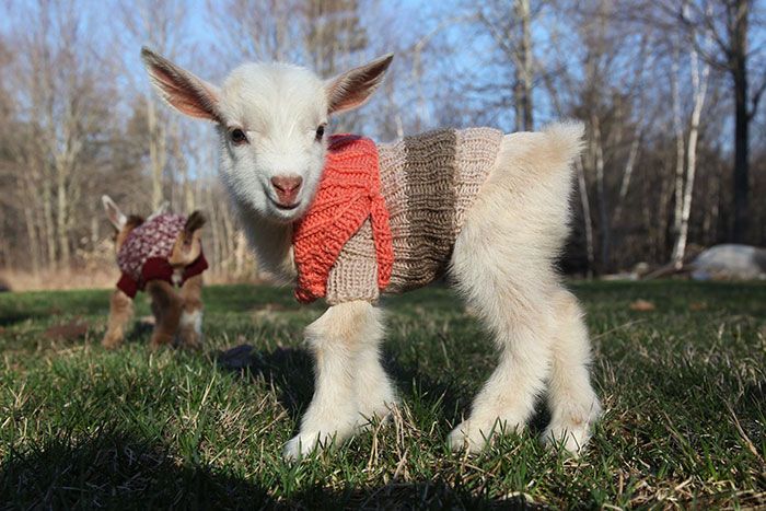 cute pet baby goat