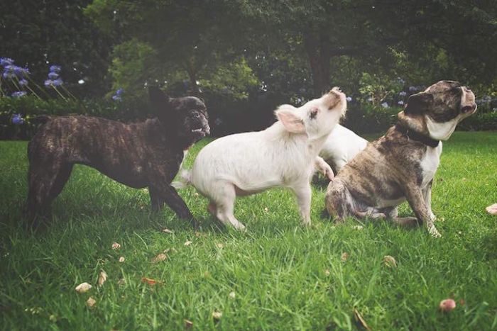 pig and dogs