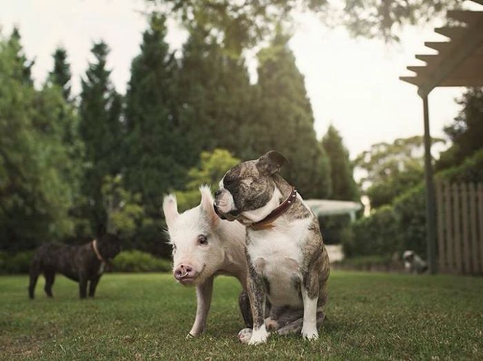 pig and dogs