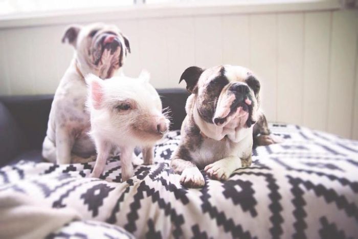 pig and dogs