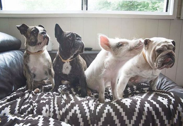 pig and dogs