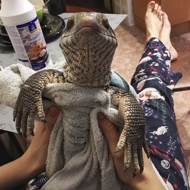 lizard pet