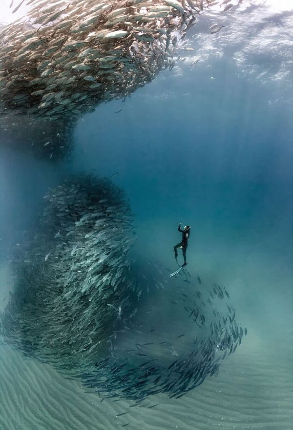 Underwater photography by William Winram