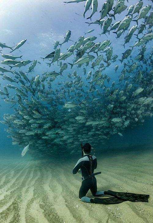 Underwater photography by William Winram