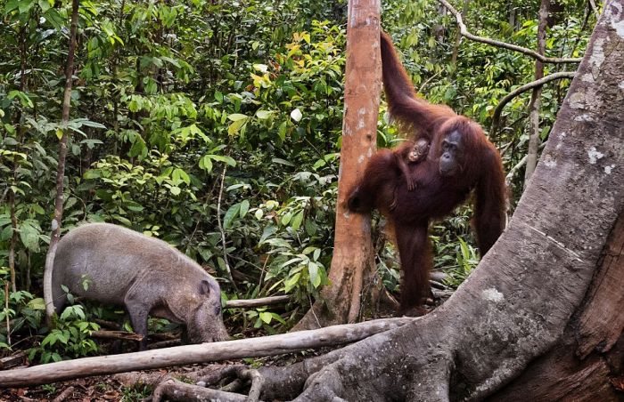 orangutan against a wild boar