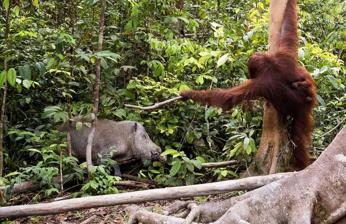 orangutan against a wild boar