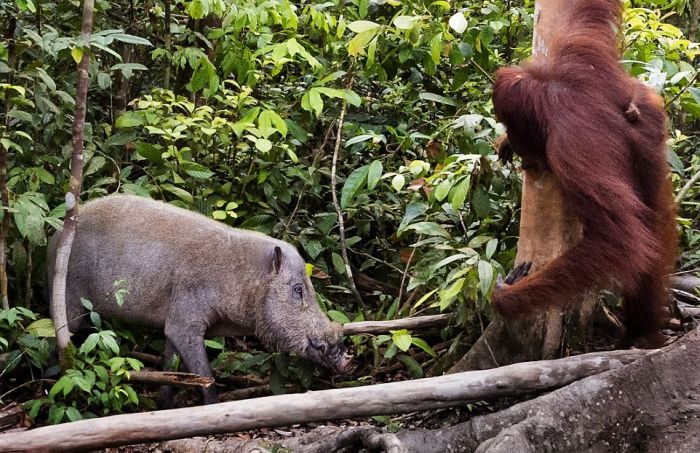 orangutan against a wild boar
