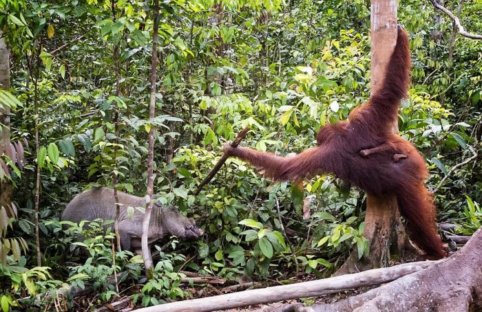 orangutan against a wild boar