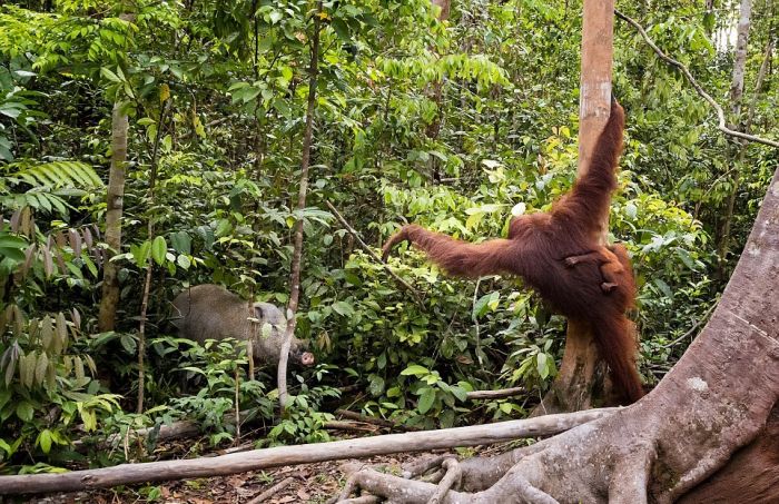 orangutan against a wild boar