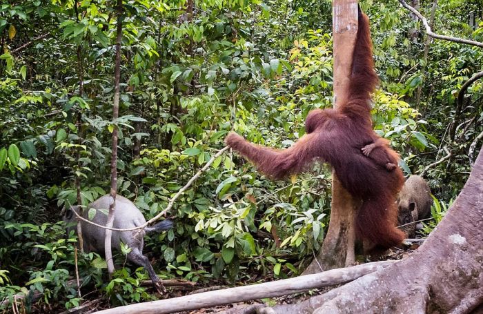 orangutan against a wild boar