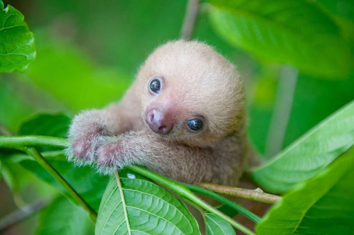 baby sloth