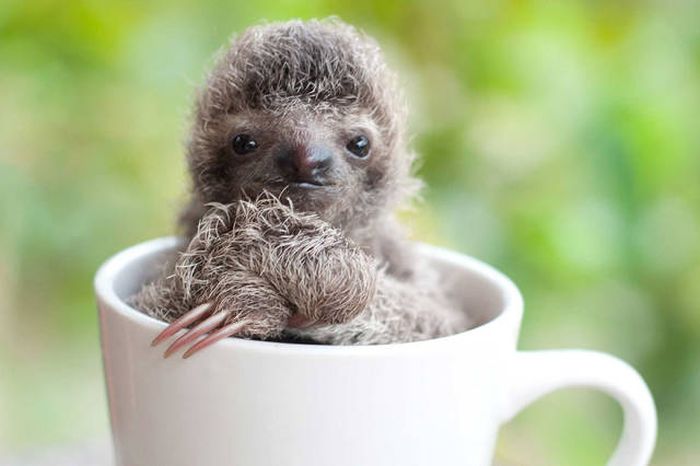 baby sloth