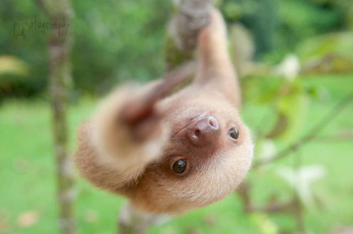 baby sloth