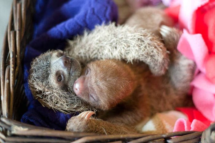 baby sloth