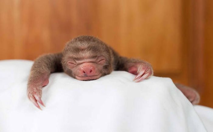 baby sloth