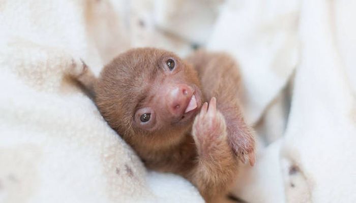 baby sloth