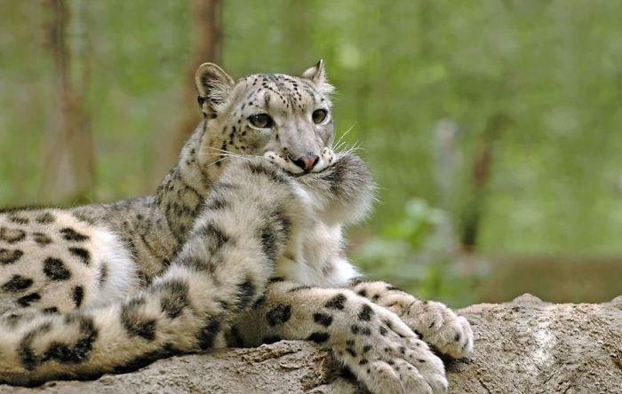 snow leopard with long tail
