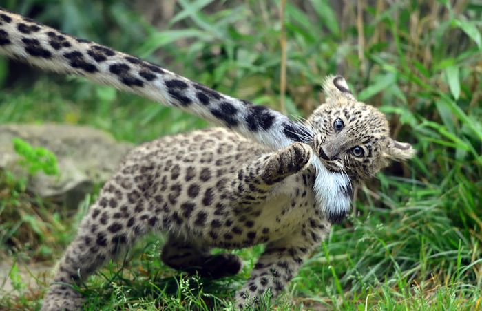 snow leopard with long tail